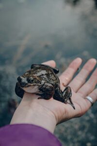 Apakah Katak Menyebabkan Kutil?