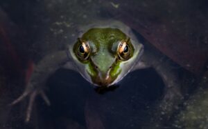 Apakah Dapat Mengalami Kebutaan Apabila Terkontak Langsung dengan Katak? 
