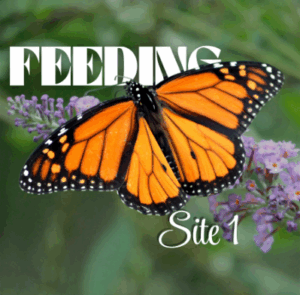 Screenshot 2025-06-08 175603